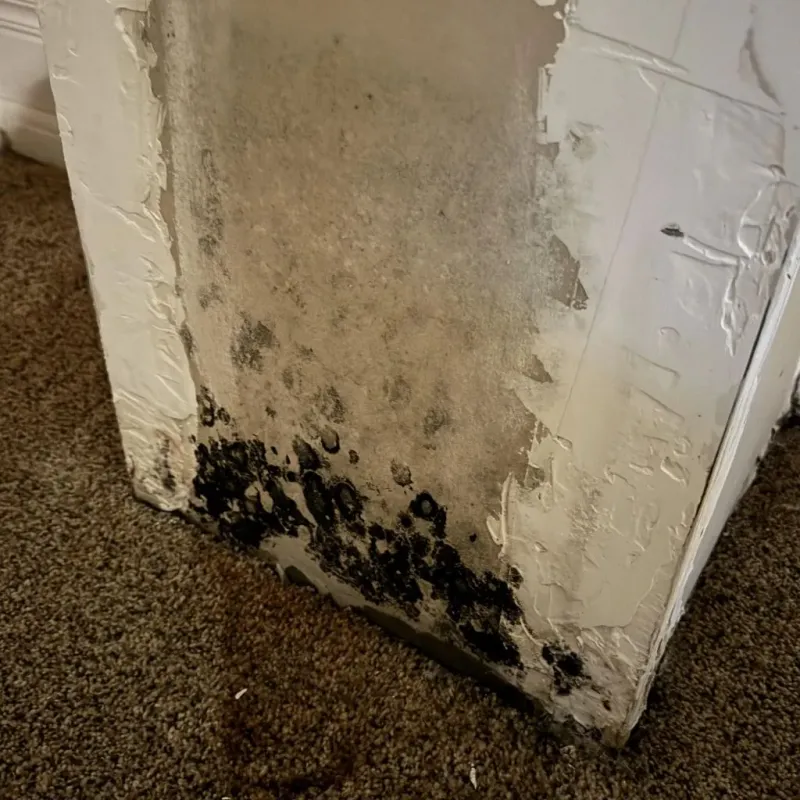 Professional Mold Removal in Nixon, TX